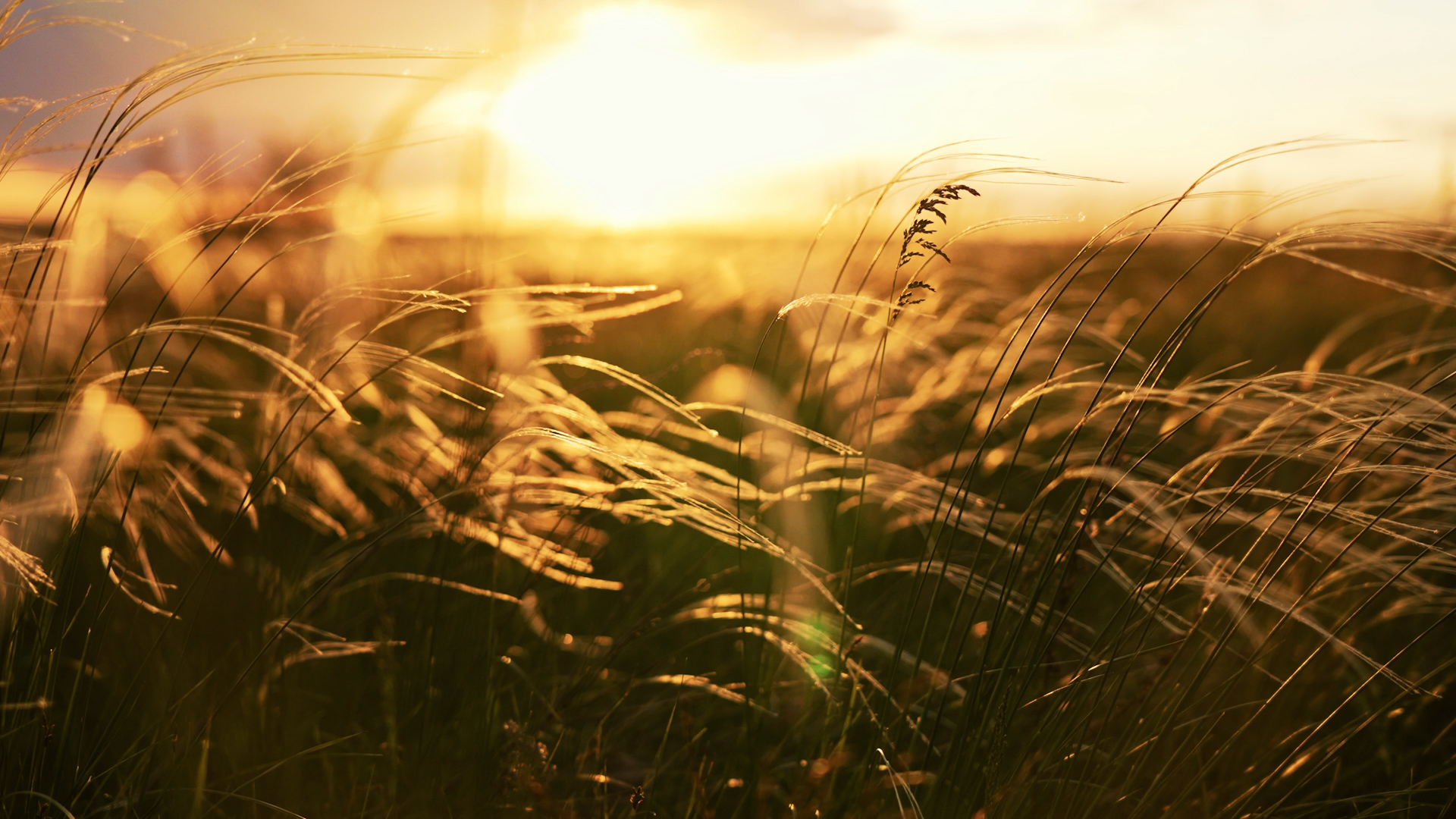 Bestattungen und Trauerhilfe Schöneberg